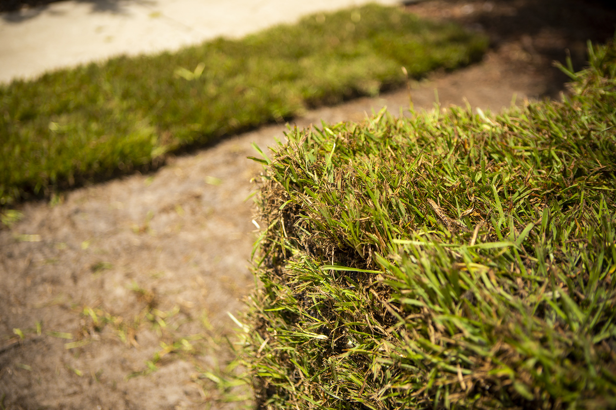 Different Types of Sod What Will Work Best in Your Lawn